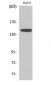 Met Polyclonal Antibody