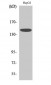 Met Polyclonal Antibody