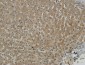 Met Polyclonal Antibody