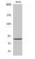 Mfn2 Polyclonal Antibody