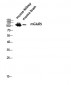 mGluR5 Polyclonal Antibody