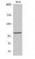 mGluR-7 Polyclonal Antibody