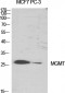 MGMT Polyclonal Antibody