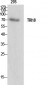 Midline-1 Polyclonal Antibody
