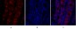 MIF Polyclonal Antibody