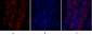 MIF Polyclonal Antibody