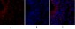 MIF Polyclonal Antibody