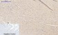 MIF Polyclonal Antibody