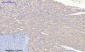 MIF Polyclonal Antibody