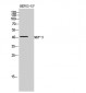 MKP-3 Polyclonal Antibody