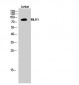 MLH1 Polyclonal Antibody