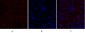 MMP-2 Polyclonal Antibody