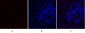 MMP-2 Polyclonal Antibody