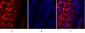 MMP-2 Polyclonal Antibody