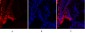 MMP-2 Polyclonal Antibody