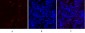 MMP-2 Polyclonal Antibody