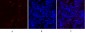 MMP-2 Polyclonal Antibody