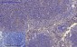 MMP-2 Polyclonal Antibody