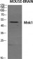 Mnk1 Polyclonal Antibody