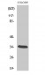 MOX-2 Polyclonal Antibody