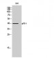 mPRα Polyclonal Antibody