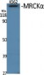 MRCKα Polyclonal Antibody