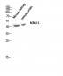 MRG15 Polyclonal Antibody