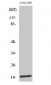 MRP-L12 Polyclonal Antibody