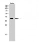 MRP-L3 Polyclonal Antibody
