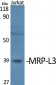 MRP-L3 Polyclonal Antibody