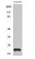 MRP-L40 Polyclonal Antibody