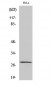 MRRF Polyclonal Antibody