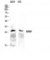 MRRF Polyclonal Antibody