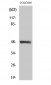 MST-3 Polyclonal Antibody
