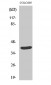 MSY2 Polyclonal Antibody