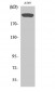 mTOR Polyclonal Antibody