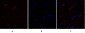 mTOR Polyclonal Antibody