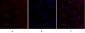 mTOR Polyclonal Antibody