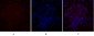 mTOR Polyclonal Antibody