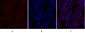 mTOR Polyclonal Antibody