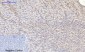 mTOR Polyclonal Antibody