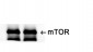 mTOR Polyclonal Antibody