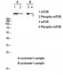 mTOR Polyclonal Antibody