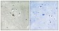 Mucin 1 Polyclonal Antibody