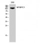 MYBPC1 Polyclonal Antibody