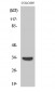 MyD88 Polyclonal Antibody