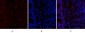 MyD88 Polyclonal Antibody