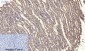 MyD88 Polyclonal Antibody