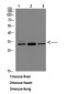 MyD88 Polyclonal Antibody