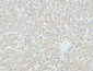 Myogenin Polyclonal Antibody